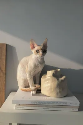 Девон-рекс - описание породы кошек: характер, особенности поведения,  размер, отзывы и фото - Питомцы Mail.ru