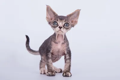 Купить кота или кошку Девон-Рекс в Москве и Московской области