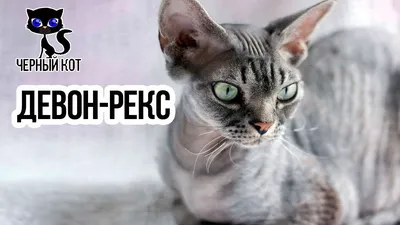 Питомник девон-рексов IRRUS. Купить породистого котенка или кошку с ценами  и фото