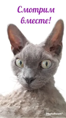 ✓ Девон-рекс - симпатичная кудрявая кошка - YouTube