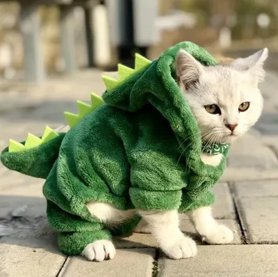 Кот в динозавре 2 аттракционов одежду дракона Стоковое Фото - изображение  насчитывающей взорвать, кот: 206541482