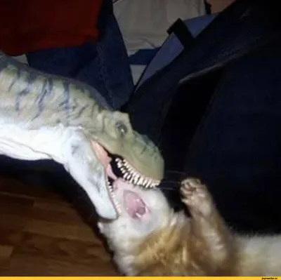 Это динозавр?»: будни кошки без двух лап попали на видео и поразили Сеть