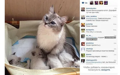 Кошка Дмитрия Медведева родила котят