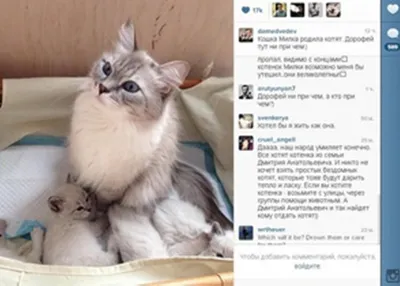 Кошка Матроска из Владивостока заняла второе место в ТОП-10 известных котов  России - PrimaMedia.ru