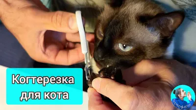 Купить почтовую открытку \"Питерский кот\" Т. Пловецкая в интернет-магазине  Почтовое Бюро
