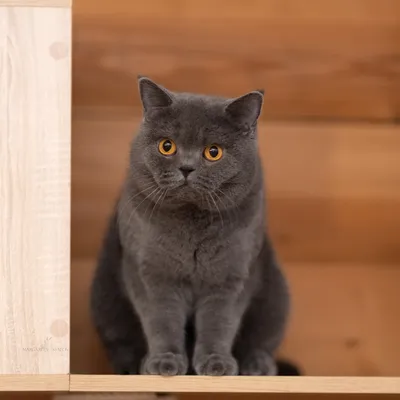Пушистый кот в вязаном свитере и …» — создано в Шедевруме