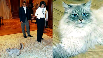 Медведев подарит котенка бывшему президенту Финляндии | ru.15min.lt
