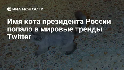 Владивостокцы создали фан-клуб кота президента Медведева - KP.RU
