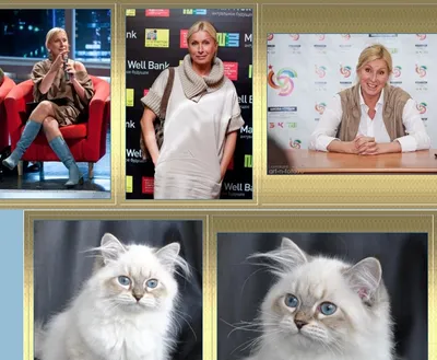 Коты из отдела PR - Питомцы Mail.ru