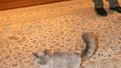 Медведев опубликовал фото знаменитого кота Дорофея: 02 июня 2012, 23:12 -  новости на Tengrinews.kz