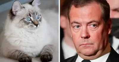 Кошка Дмитрия Медведева родила котят