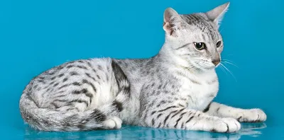 Египетские мау: фото и описание породы кошек (характер, уход и кормление)
