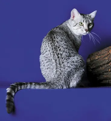 Кошка фараонов — египетская мау | Интернет магазин журналов \"Мой любимый  киоск\"