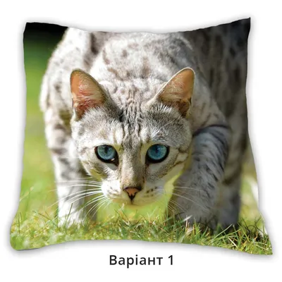 BB.lv: Особенности породы кошек Египетский мау