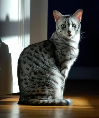 Египетский мау - самая древняя порода кошек. Ей уже 3000 лет | Популярная  наука | Дзен