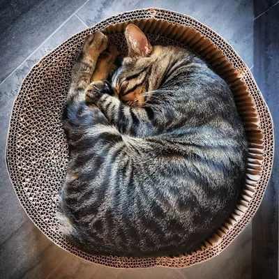 Подушки декоративные с 3d фото кота породы Египетский мау купить