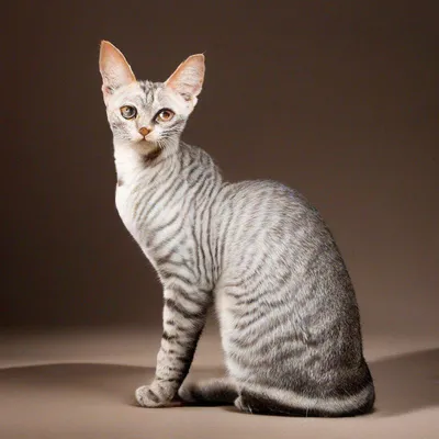 Порода кошки Египетский мау | Котов много не бывает | Дзен