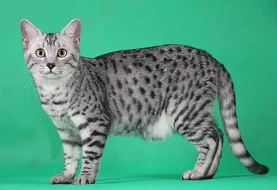 Самая древняя порода кошек Египетский…» — создано в Шедевруме