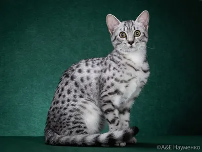 Раскраска Египетская мау | Раскраски кошек. Рисунки кошек, картинки кошек