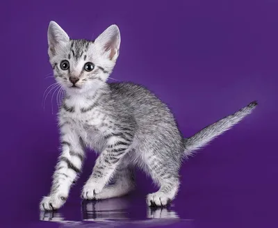 Египетская мау фото и описание породы кошек, цена котенка