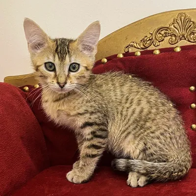 Информация о породе кошек египетский мау Профиль породы | Котики-мохнатые  животики | Дзен