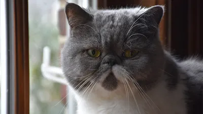 Экзотическая короткошерстная кошка (экзот): фото, характер, описание породы