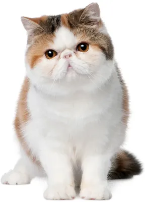 Экзотическая короткошерстная кошка, Exotic Shorthair