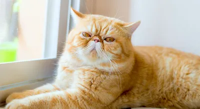 Экзотическая короткошерстная кошка: описание породы, правила ухода,  характер, кормление