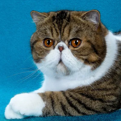 Кот экзот (фото): игрушечный кот с густой шерстью - Kot-Pes