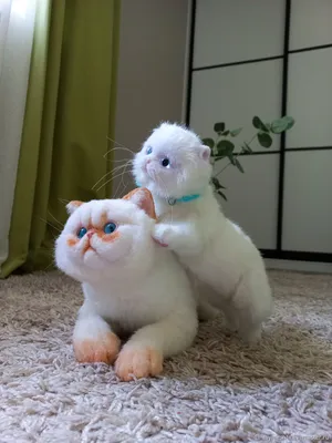 ✓ Кот экзот - идеальный домашний питомец с густой мягкой шерстью и  кукольной мордочкой - YouTube