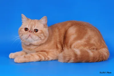 Экзотическая короткошерстная кошка 🐈 фото, описание породы, характер,  стандарты экзотов
