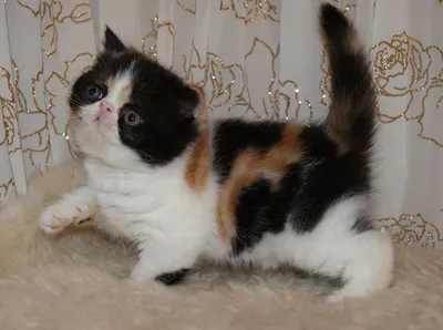 Кот экзот, персидский короткошерстный …» — создано в Шедевруме