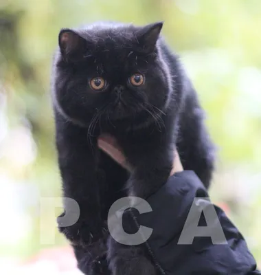 Кот экзот – купить в Москве, цена 5 000 руб., продано 14 апреля 2021 – Кошки