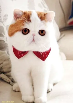 Фото: глазастый кот Снупи покорил Интернет