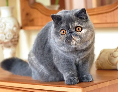 Коты Экзоты | Самый популярный кот Снупи | 2024 | ВКонтакте
