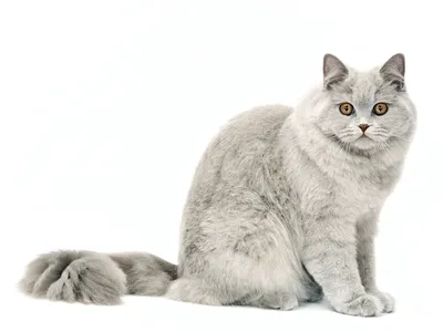 Коты снупи: какая это порода и причины их популярности