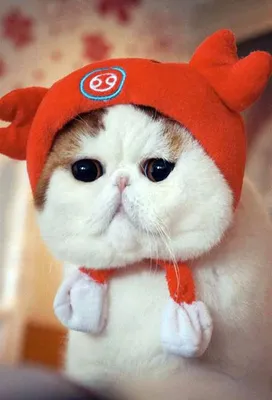 Коты Экзоты | Самый популярный кот Снупи | 2024 | ВКонтакте