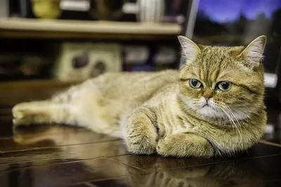Экзотическая короткошерстная кошка 🐈 фото, описание породы, характер,  стандарты экзотов