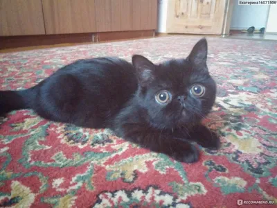 Кот Снупи - самый милый котенок в мире