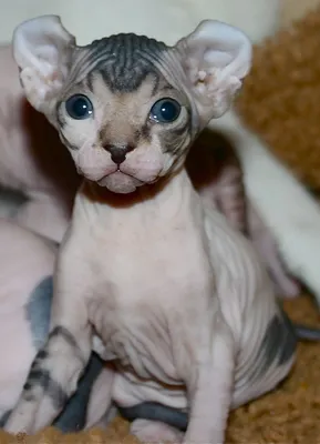 28 фото новой породы кошачьих эльфов! Космические ушастики - Pufiki |  Hairless cat, Purebred cats, Cat cuddle