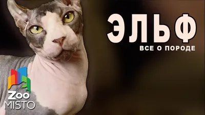 wyulakohskaw - Сфинкс эльф кот Арес привит с документами готов к переезду в  новый дом. | Facebook