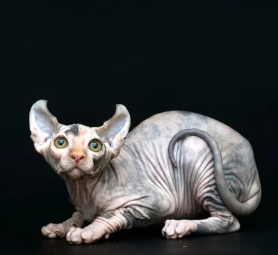 Реалистичная кошка эльф сфинкс лежит…» — создано в Шедевруме