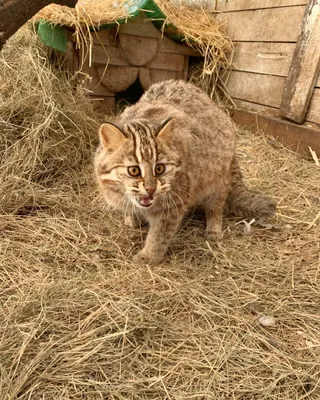 Найден черный кот с белыми полосками, Гаражная ул., 3А, Москва | Pet911.ru