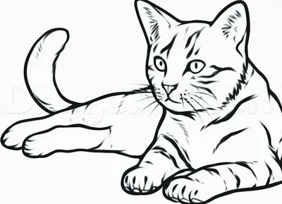 Рисую котов моих читателей. Реалистичные рисунки котов | Есть время под  луной | Дзен