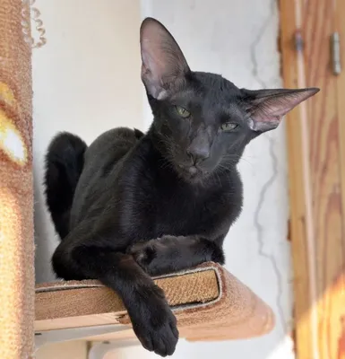 Francesca Dixie Catori - ориентальная кошка, окрас черный, фотографии в  июле 2013 г.