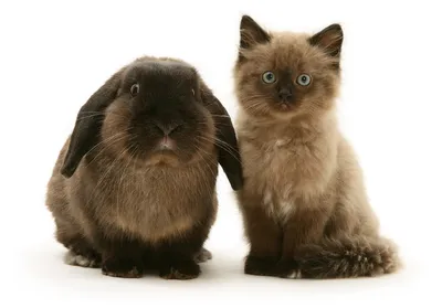 Есть ли одинаковые коты и кролики? | Пикабу