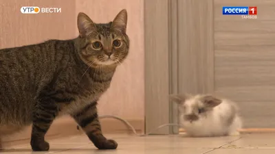 Любовь с первой встречи: когда в доме появился кролик, кот принял его как  родного (милые фото) | Lifestyle | Селдон Новости