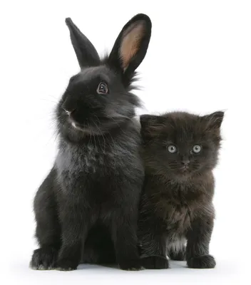 кролики и кошки, кролик, желтый кот, животное png | PNGWing