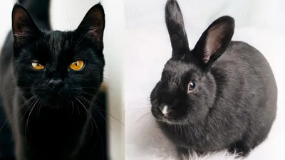 Год кота и кролика: почему два разных животных считаются покровителями  одного года по китайскому календарю?