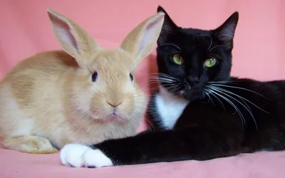 Котенок усы кролик кот заяц, котенок, млекопитающее, кошка png | PNGEgg